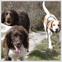 Wandeling